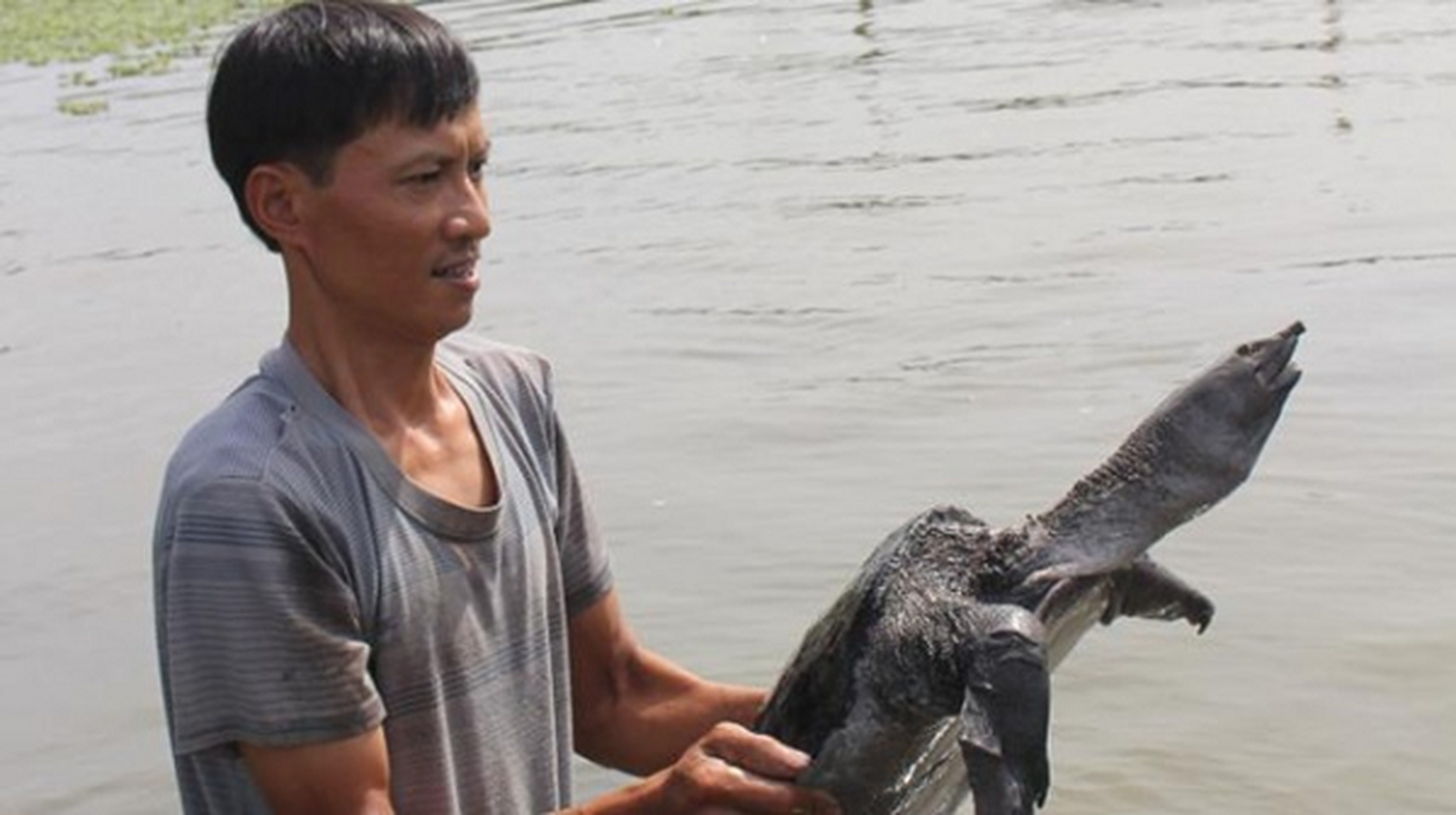 Kinh ngac loai nhu “thuy quai” nguoi Viet nuoi nhan tenh, kiem bon tien-Hinh-8