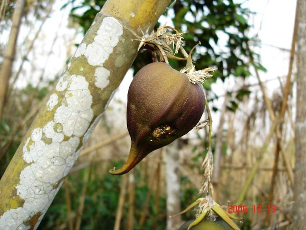 Kinh ngac nhung loai cay muon ra hoa phai 