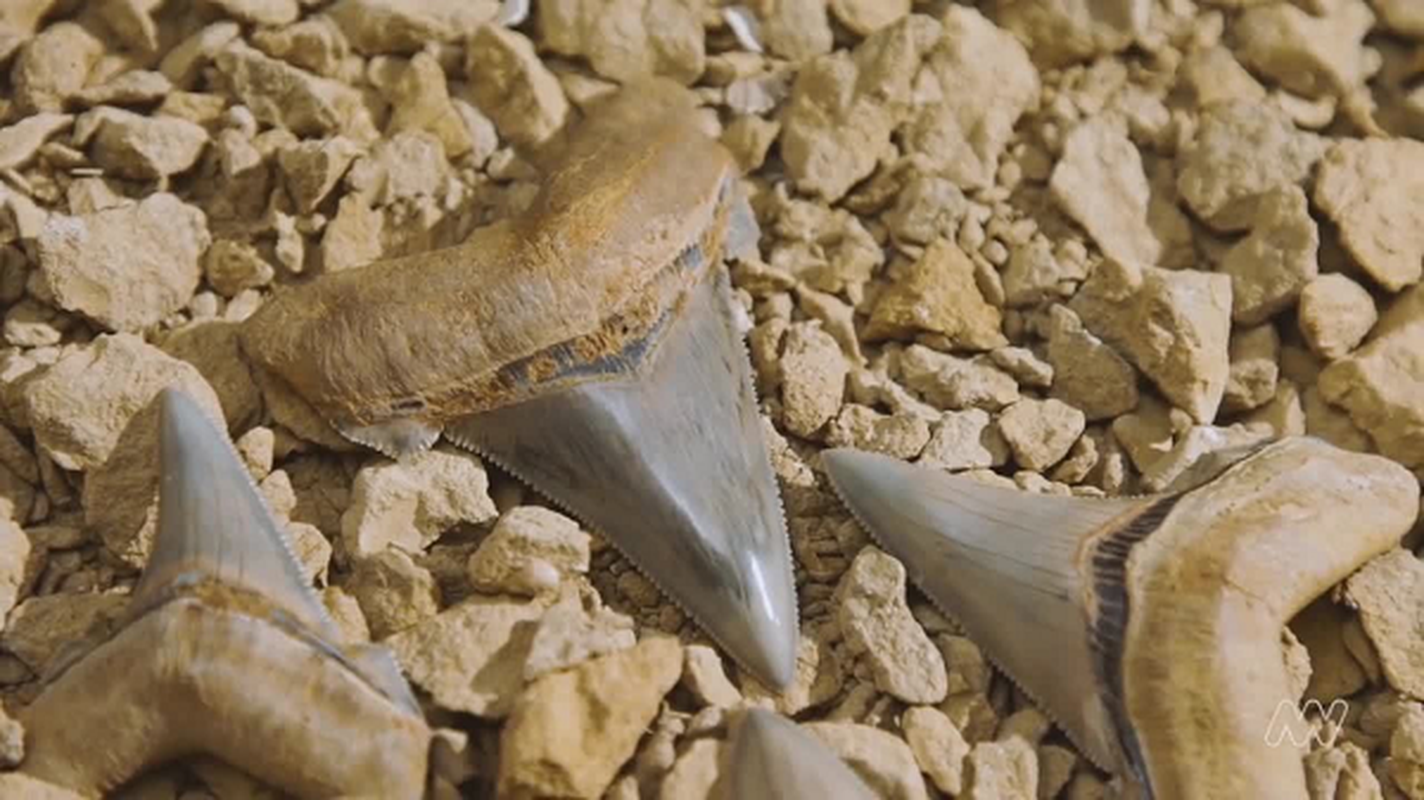 Nhat da la, vo oa khi biet la cua quy tu “quai vat” Megalodon-Hinh-3