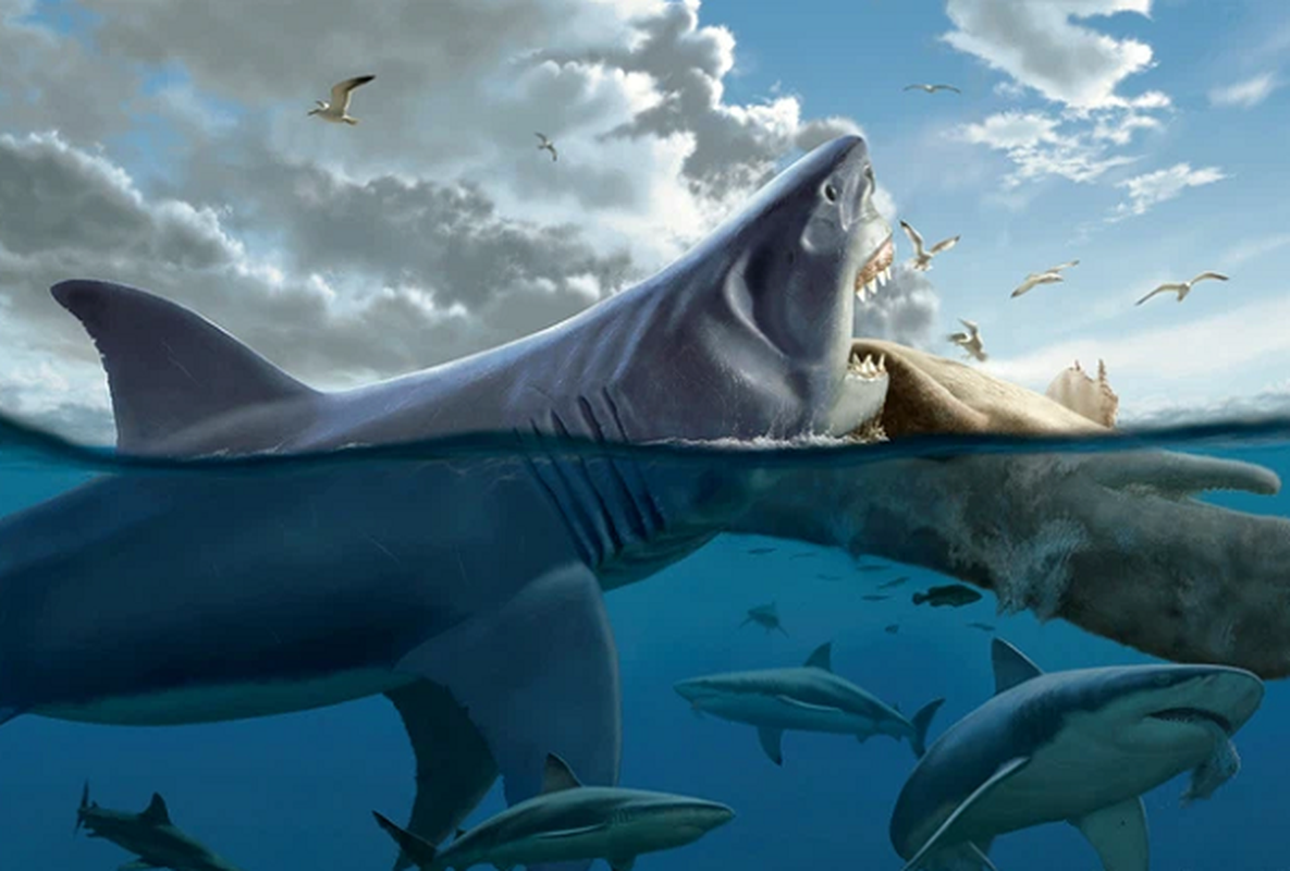 Nhat da la, vo oa khi biet la cua quy tu “quai vat” Megalodon-Hinh-8