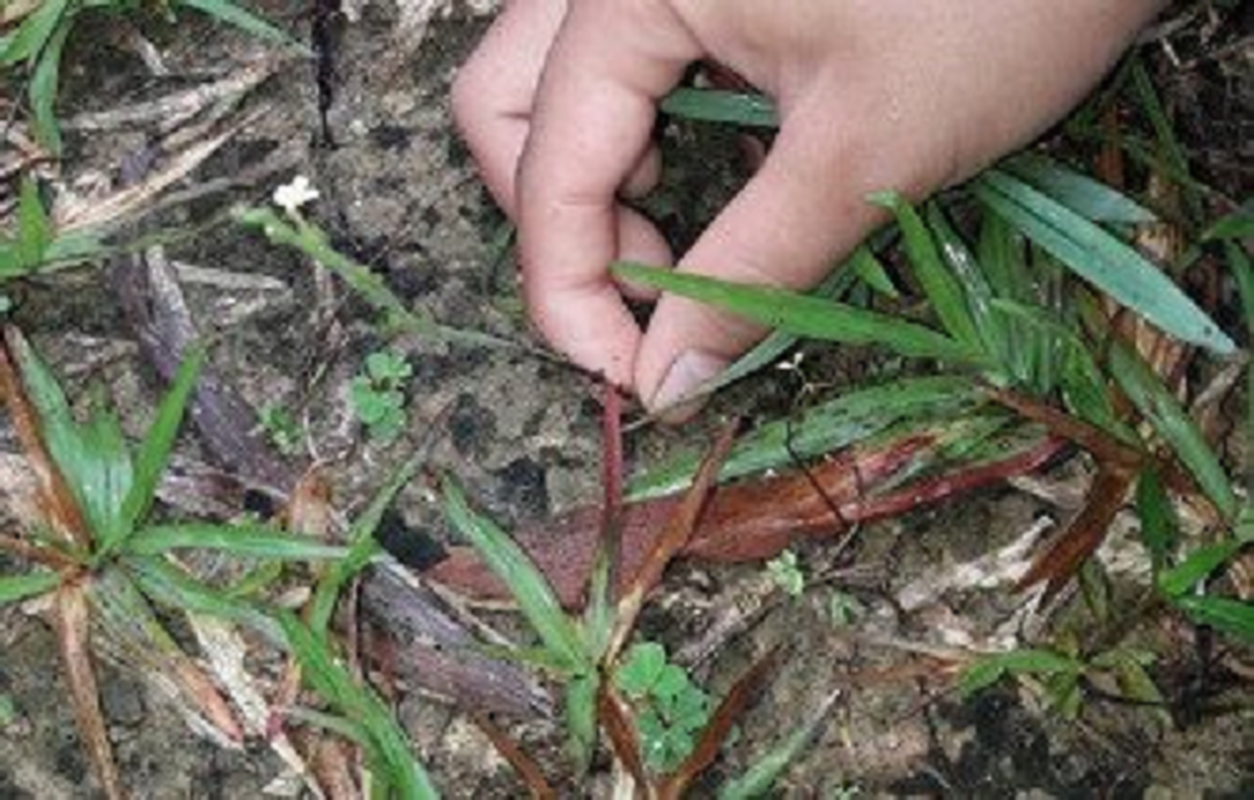 La lung loai co nhin tuong moc hoang, dem ban kiem bon tien-Hinh-11