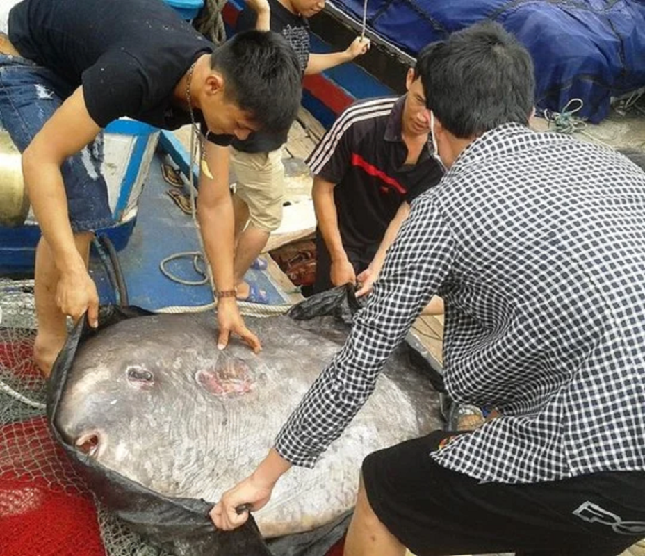 Kinh ngac nhung lan thuy quai khong lo sa luoi ngu dan Viet-Hinh-8