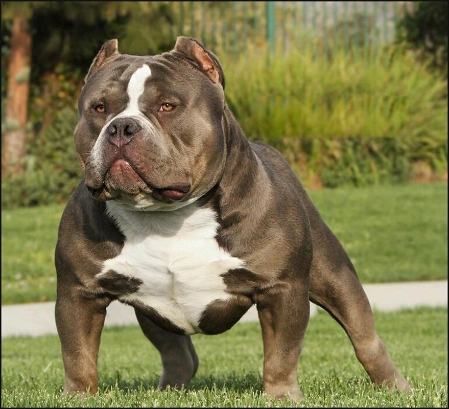 Ham cua cho Pitbull khoe co nao khien doi thu e de run so?-Hinh-3