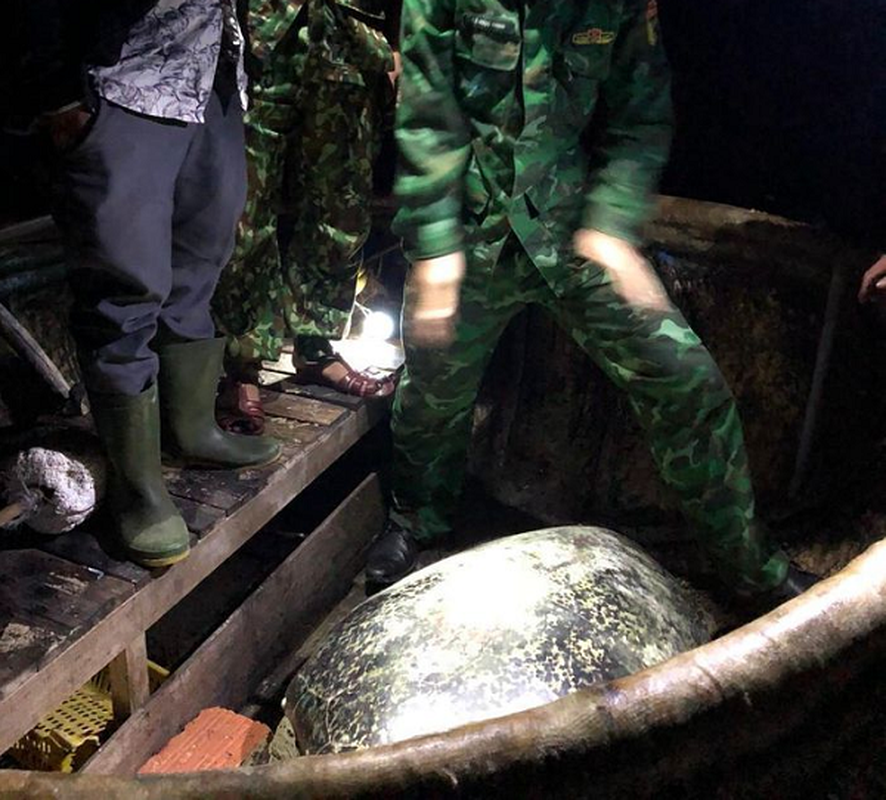 Rua 120 kg sa luoi o Quang Binh: Hiem sao tha ngay ve bien Dong?