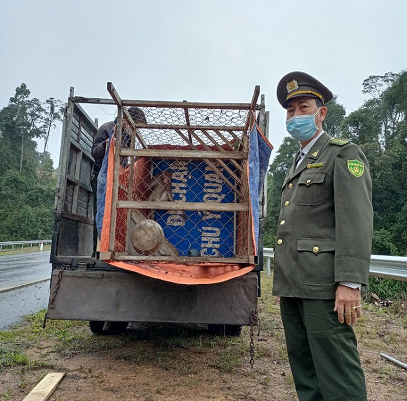 Ca the “hoang hau” lac vao nha dan o Da Nang: Quy hiem sao?