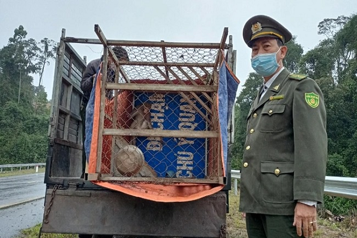 Ca the khi vang di lac nha dan o Da Nang: Quy hiem sao?