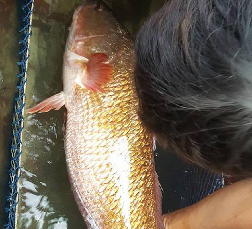 Ca vang lap lanh xuat hien o Ha Tinh: Nghi loai cuc quy hiem!-Hinh-6