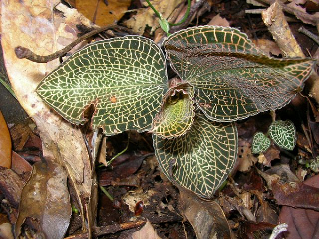 Dung do loai cay tuyet dep, nguoi di rung sung sot: 