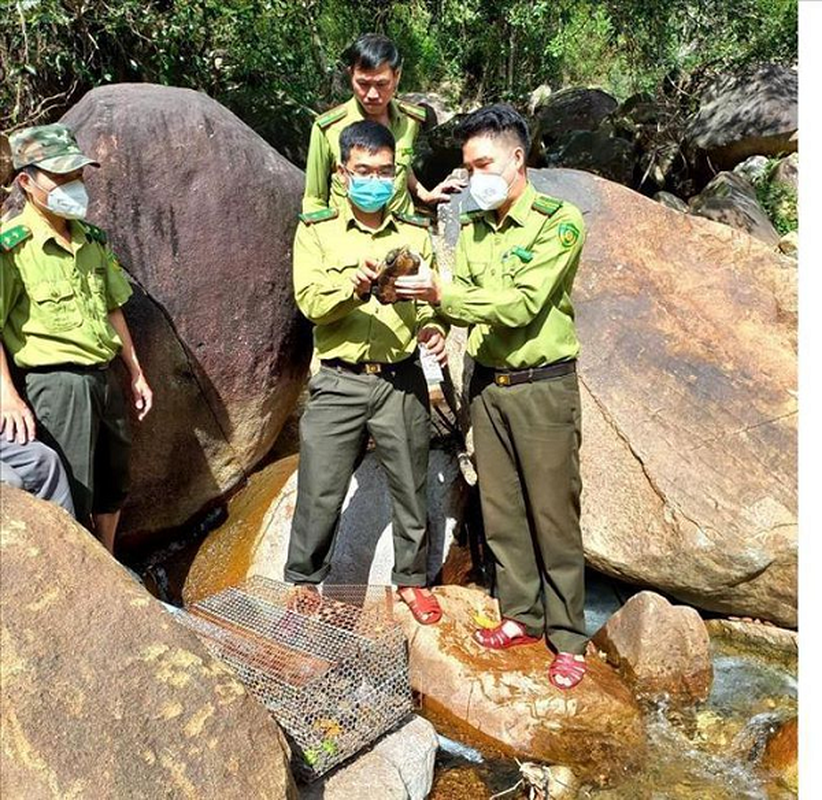 Rua quy hiem duoc phat hien o Quang Ngai: Lap tuc tha ve rung!