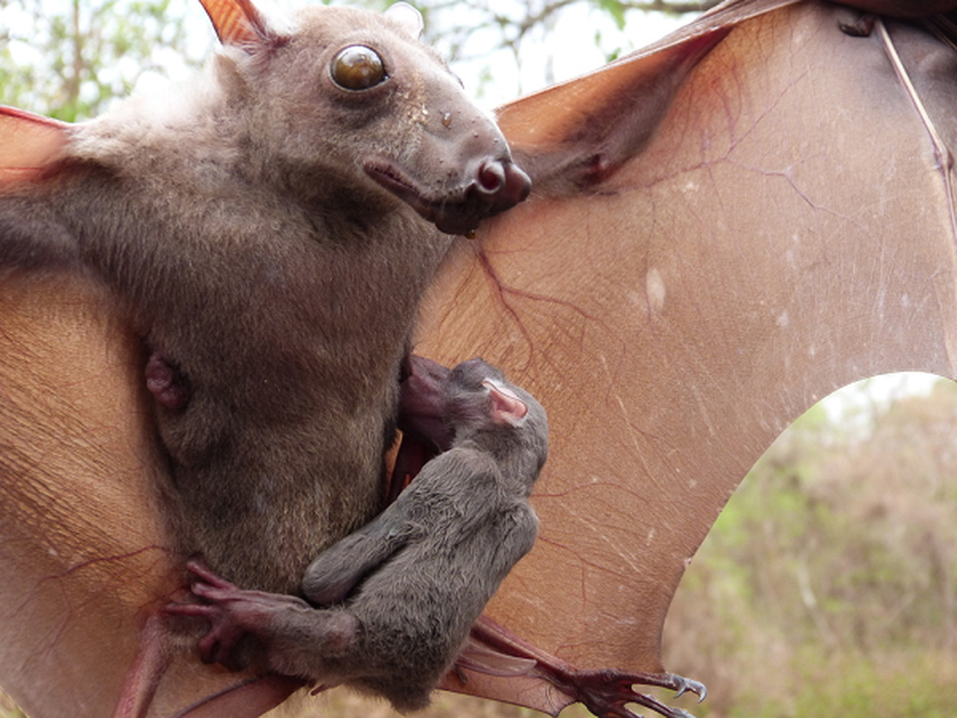 Bat duoc sinh vat minh doi dau ngua ky di gay sot cong dong mang-Hinh-7