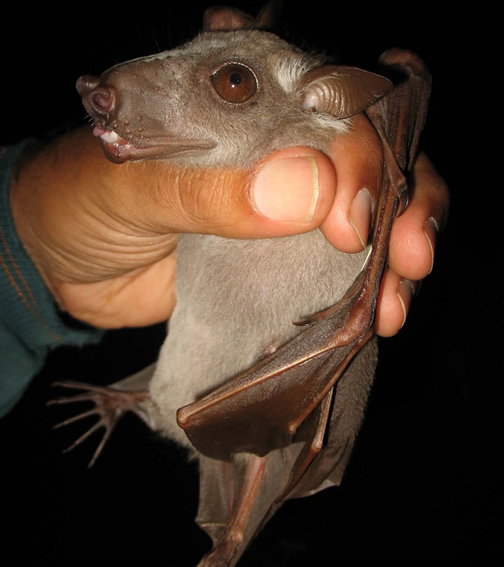 Bat duoc sinh vat minh doi dau ngua ky di gay sot cong dong mang-Hinh-9