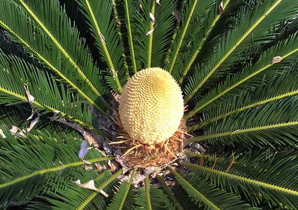 Loai cay cuc hiem ra hoa, he dom bong la mang diem bao-Hinh-5