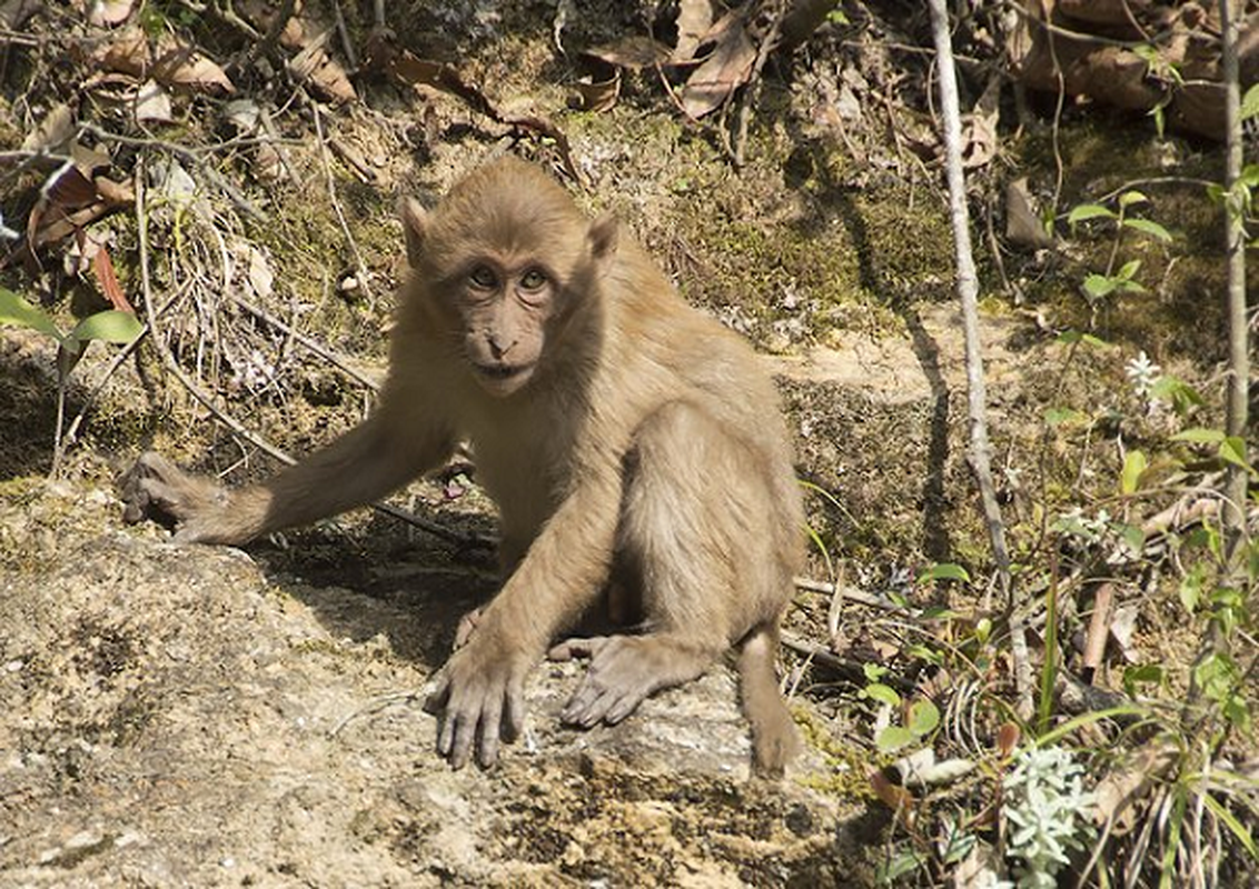 Bao ton 3 loai khi Macaca o Vuon quoc gia Ben En: cuc quy hiem!-Hinh-11