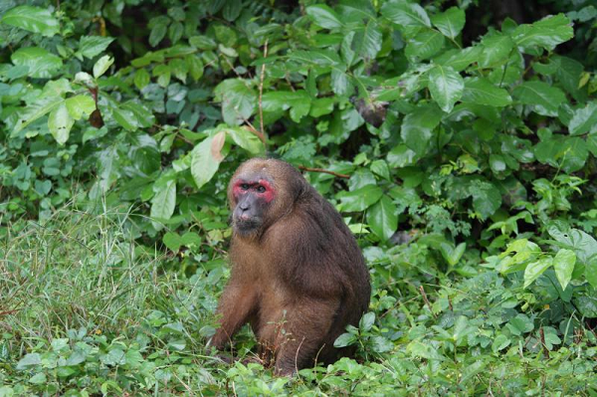 Bao ton 3 loai khi Macaca o Vuon quoc gia Ben En: Cuc quy hiem!-Hinh-12