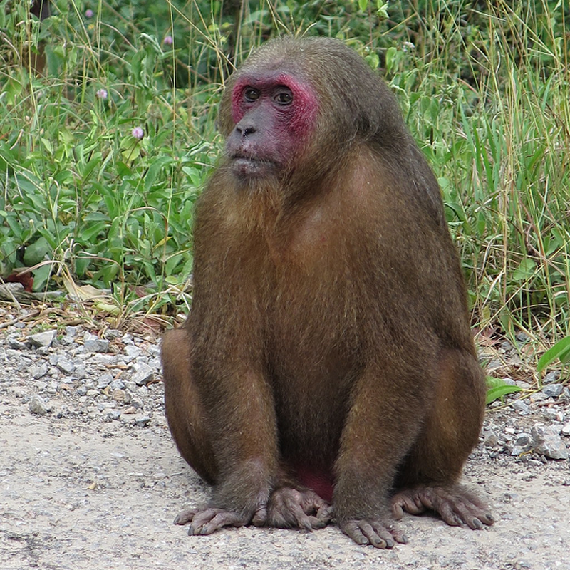 Bao ton 3 loai khi Macaca o Vuon quoc gia Ben En: cuc quy hiem!-Hinh-4