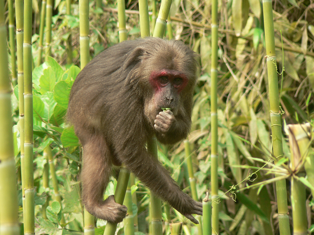 Bao ton 3 loai khi Macaca o Vuon quoc gia Ben En: cuc quy hiem!-Hinh-6