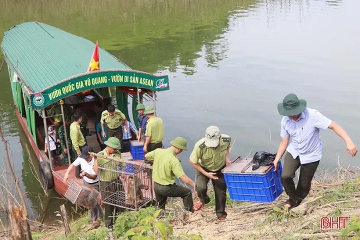 VQG Vu Quang tha thanh cong 8 ca the dong vat: Toan loai hiem!-Hinh-2