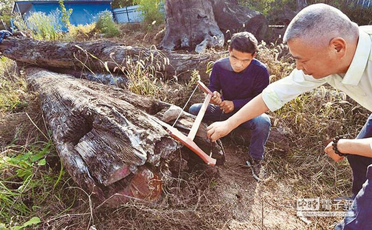 Phoi khoi go den si 9 nam, khong ngo la bau vat chuc ty