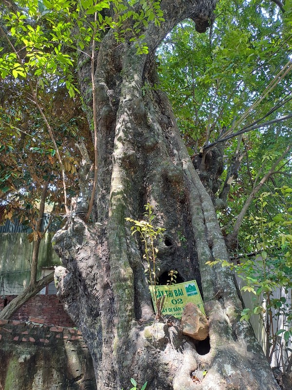 Dep nao long rang thi tram tuoi mua qua chin o Do Son-Hinh-6