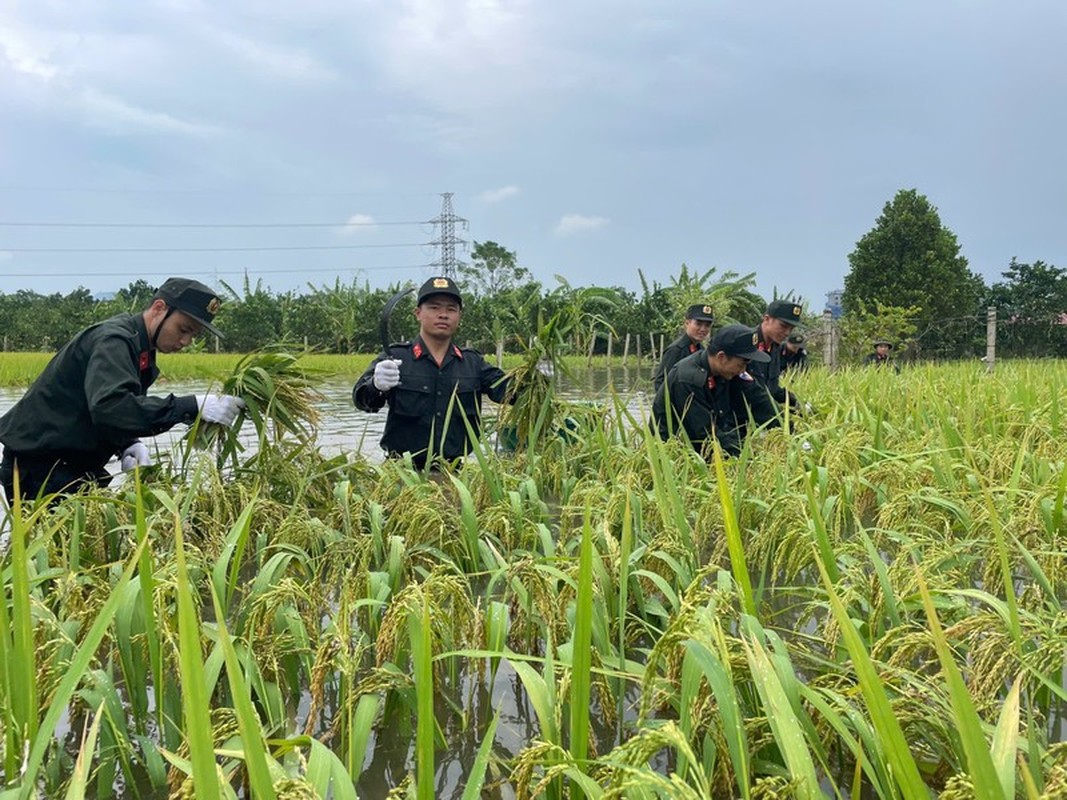 Canh sat co dong va bo doi giup dan gat lua chay lu-Hinh-11