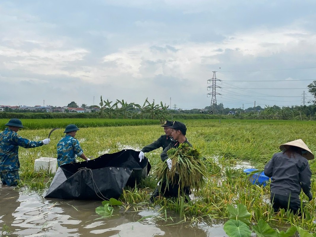 View - 	Cảnh sát cơ động và bộ đội giúp dân gặt lúa chạy lũ