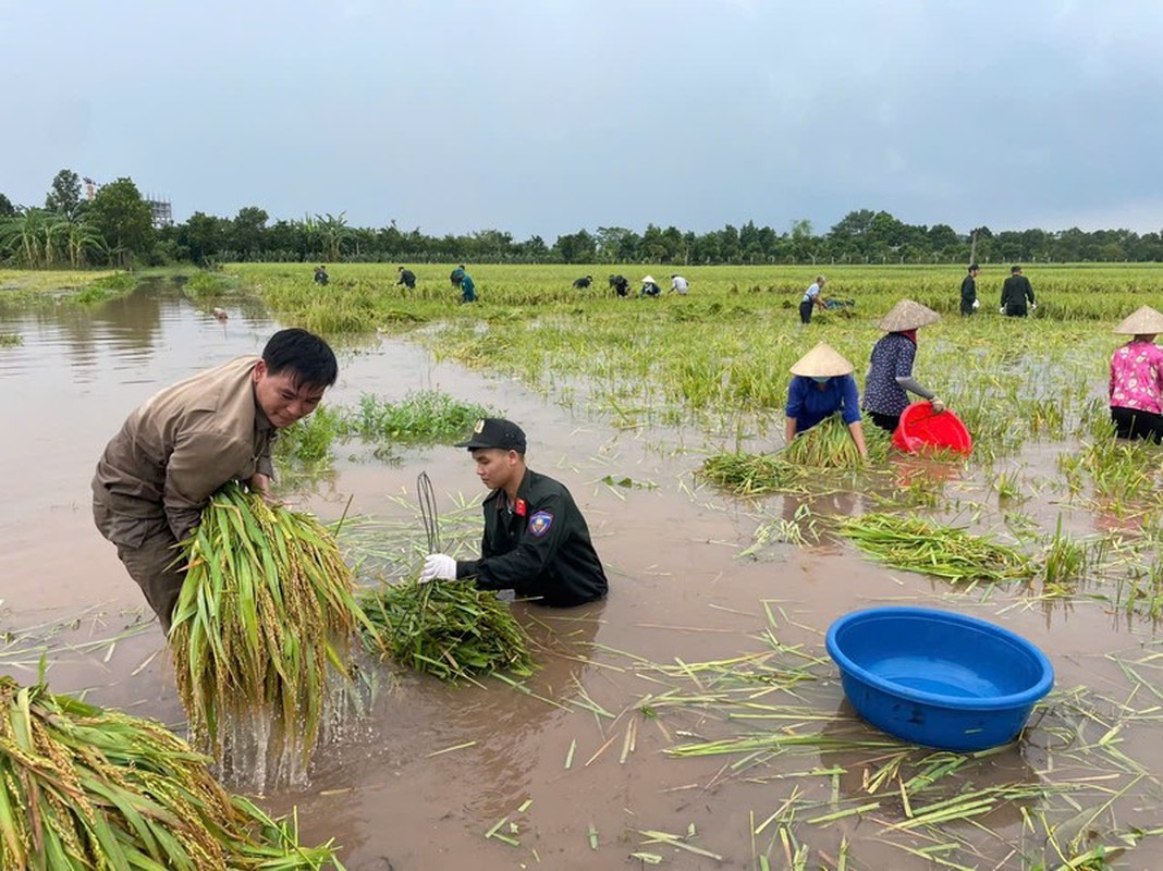 View - 	Cảnh sát cơ động và bộ đội giúp dân gặt lúa chạy lũ