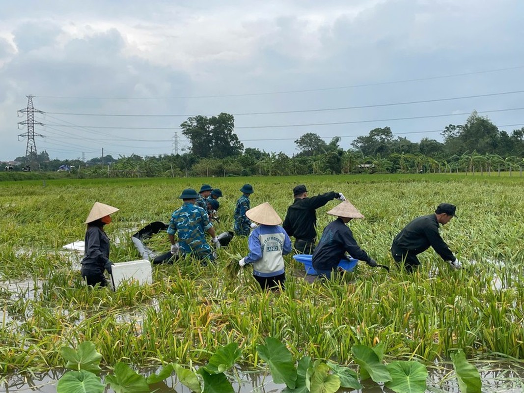 View - 	Cảnh sát cơ động và bộ đội giúp dân gặt lúa chạy lũ