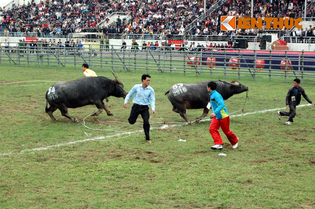 Can canh cuoc chien nay lua o Le hoi choi trau-Hinh-9