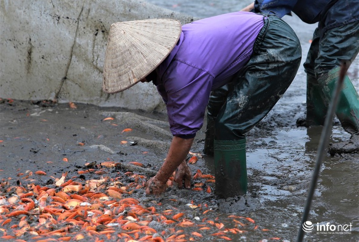 Da mat xem lang nuoi ca chep vang cung ong Cong, ong Tao-Hinh-3