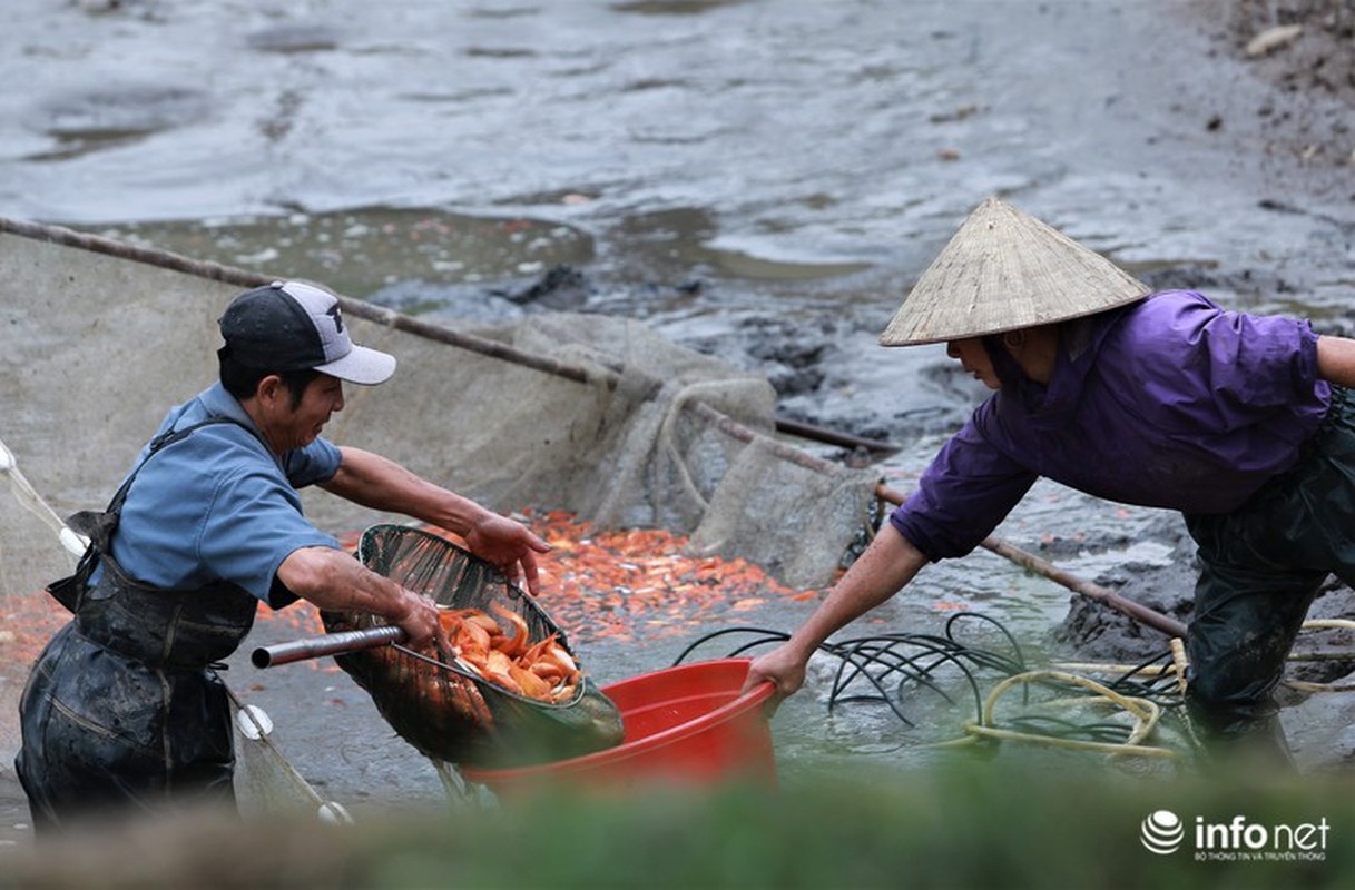 Da mat xem lang nuoi ca chep vang cung ong Cong, ong Tao-Hinh-6