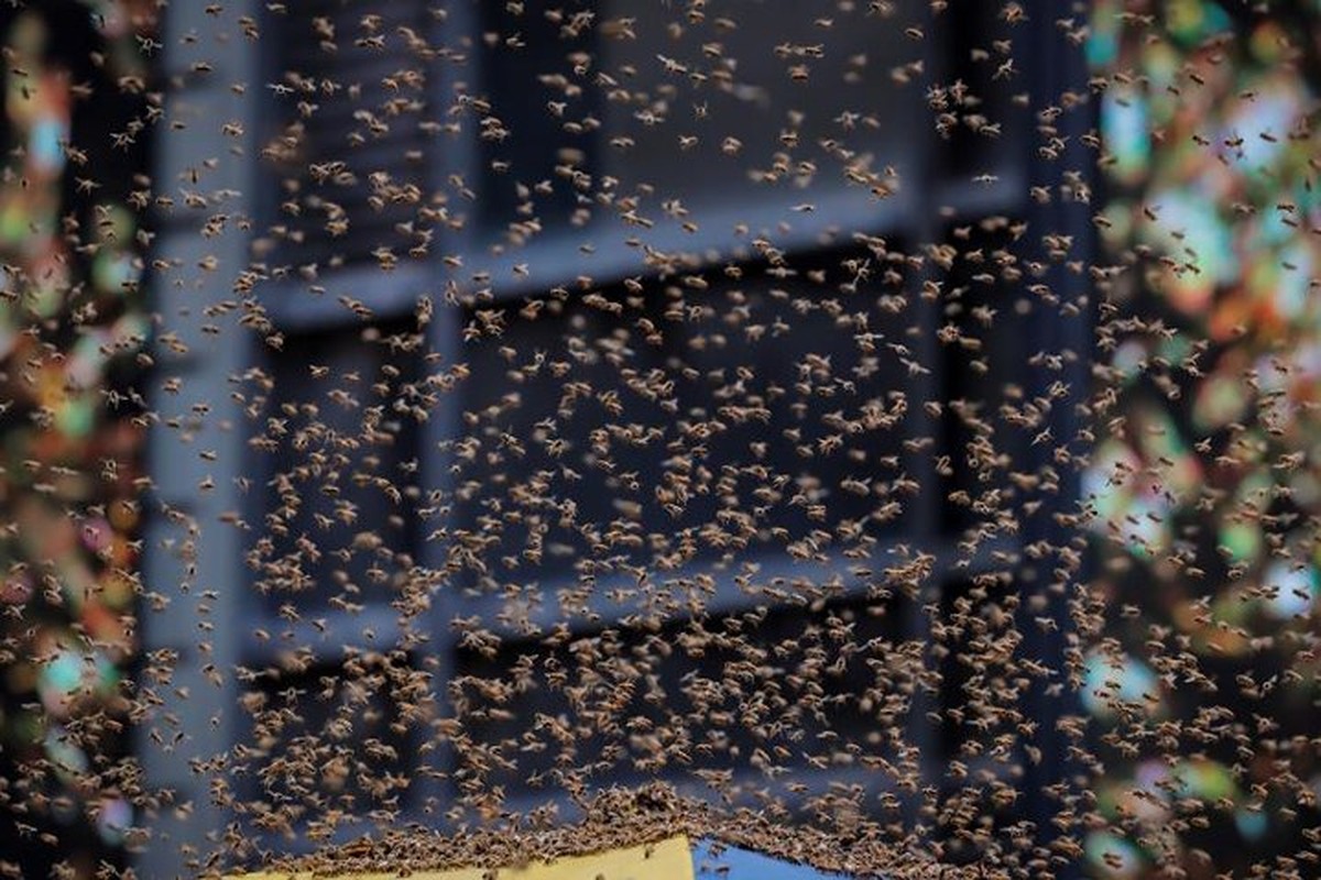 40.000 con ong bat ngo tan cong Quang truong Thoi dai-Hinh-7