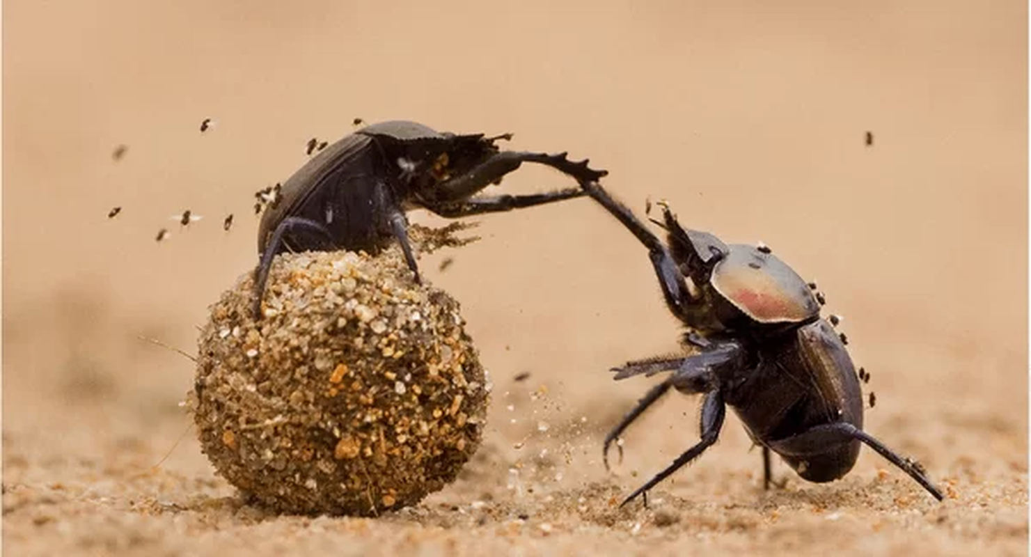 “Bo tu dong vat” khoe nhat hanh tinh, bat ngo voi hang 1-Hinh-9