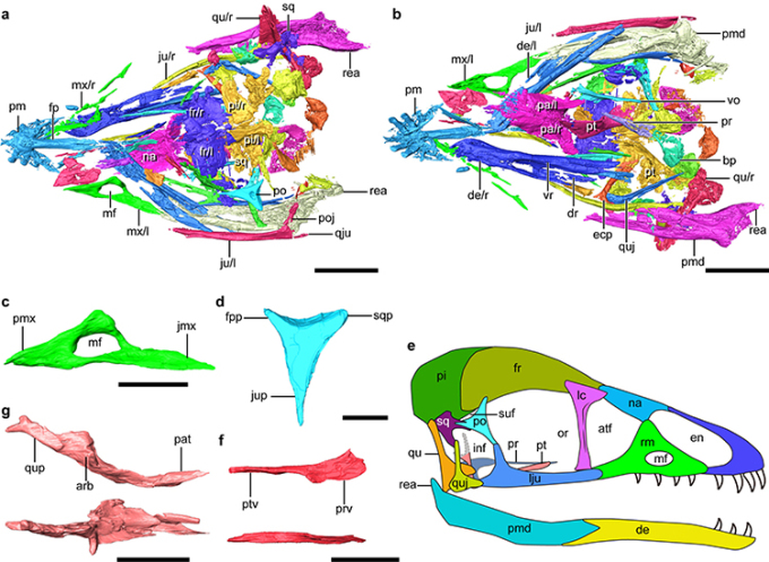 Ta hoa loai chim mang dau T-rex “hien hinh” tu coi chet-Hinh-3