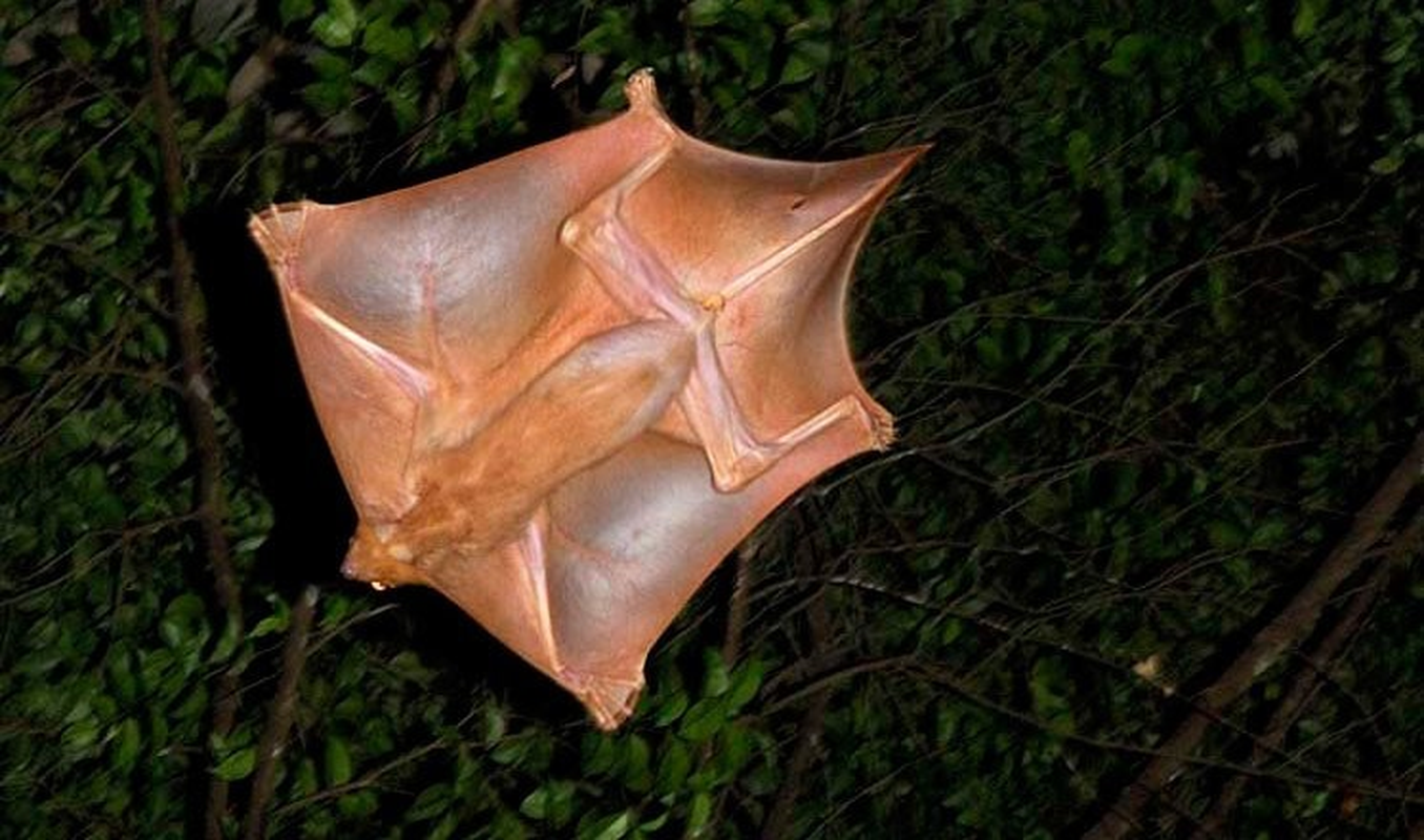 Nga mu nhung dong vat bay luon cu khoi du khong phai la chim-Hinh-10