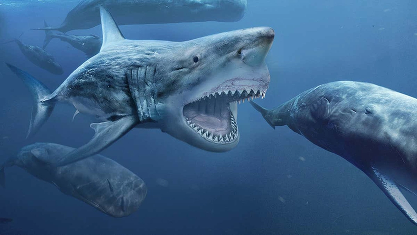 Neu ca map Megalodon “dung do” tran Titanoboa, chuyen gi se xay ra?-Hinh-3