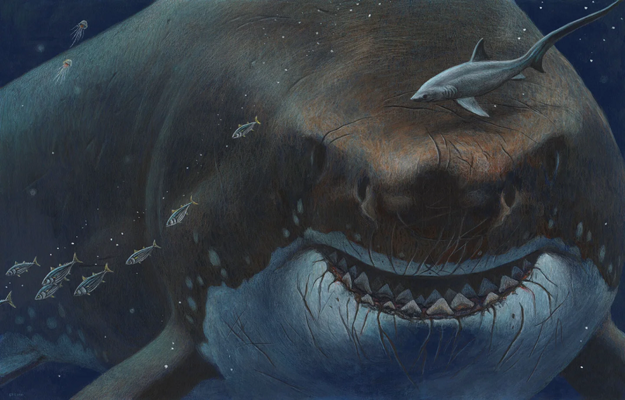 Neu ca map Megalodon “dung do” tran Titanoboa, chuyen gi se xay ra?-Hinh-8