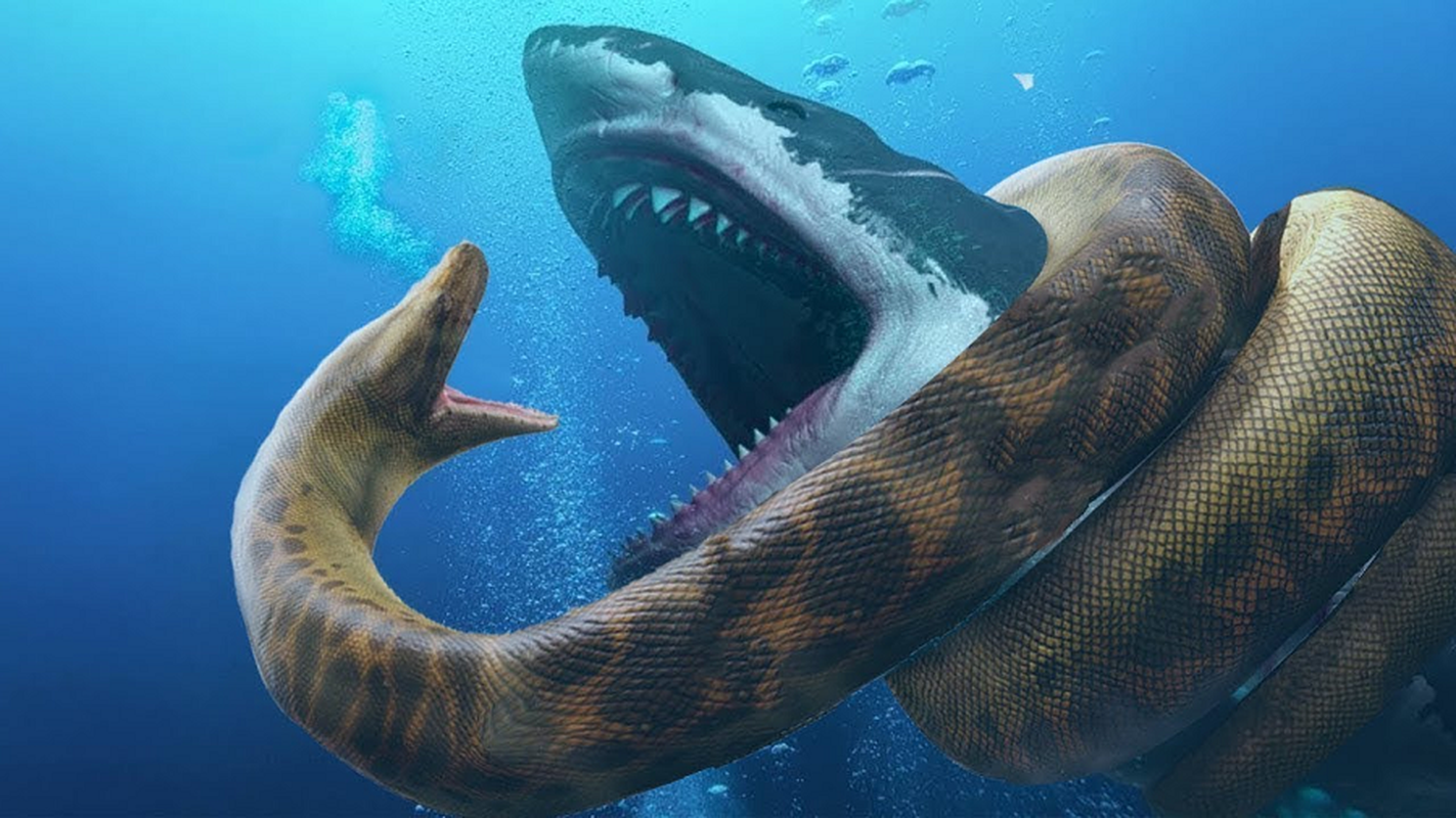 Neu ca map Megalodon “dung do” tran Titanoboa, chuyen gi se xay ra?-Hinh-9