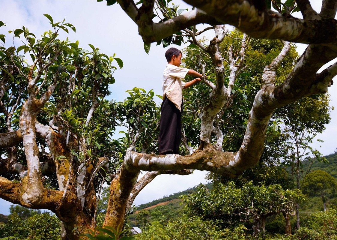 Ngam che Shan tuyet co thu duoc cong nhan Cay di san Viet Nam-Hinh-5