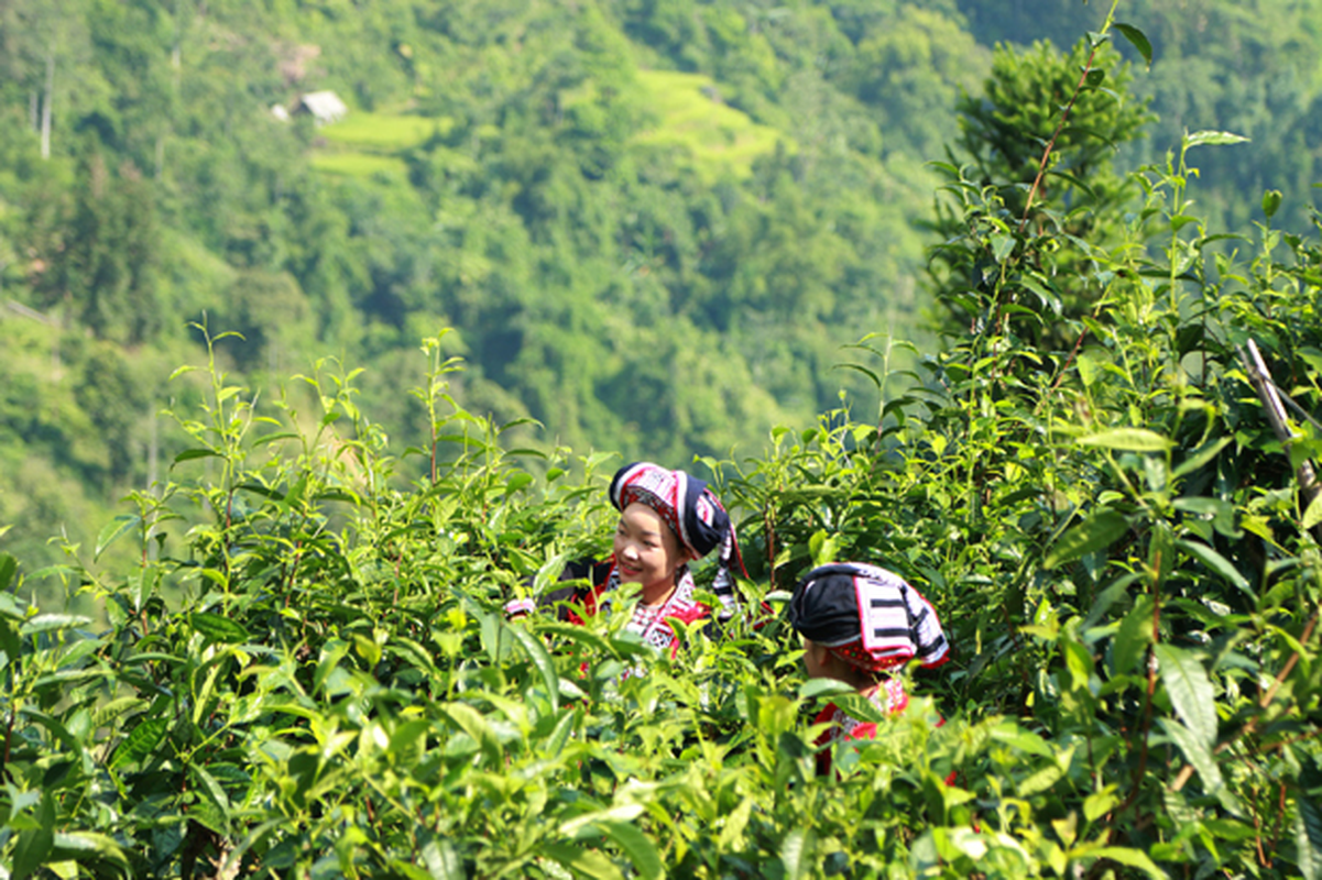 Ngam che Shan tuyet co thu duoc cong nhan Cay di san Viet Nam-Hinh-6