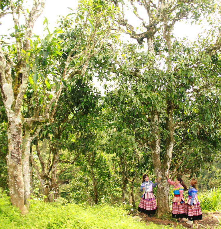 Ngam che Shan tuyet co thu duoc cong nhan Cay di san Viet Nam-Hinh-9