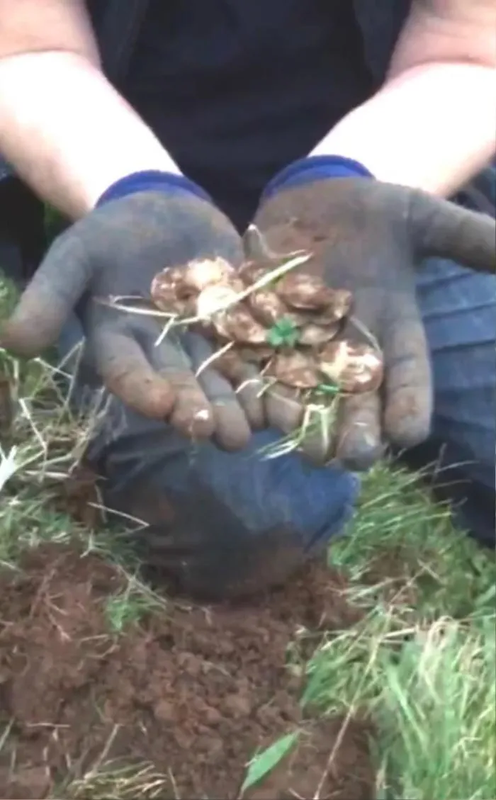 Dao dat tim nhan cuoi, mung phat khoc vi dung trung “kho bau” khung-Hinh-4