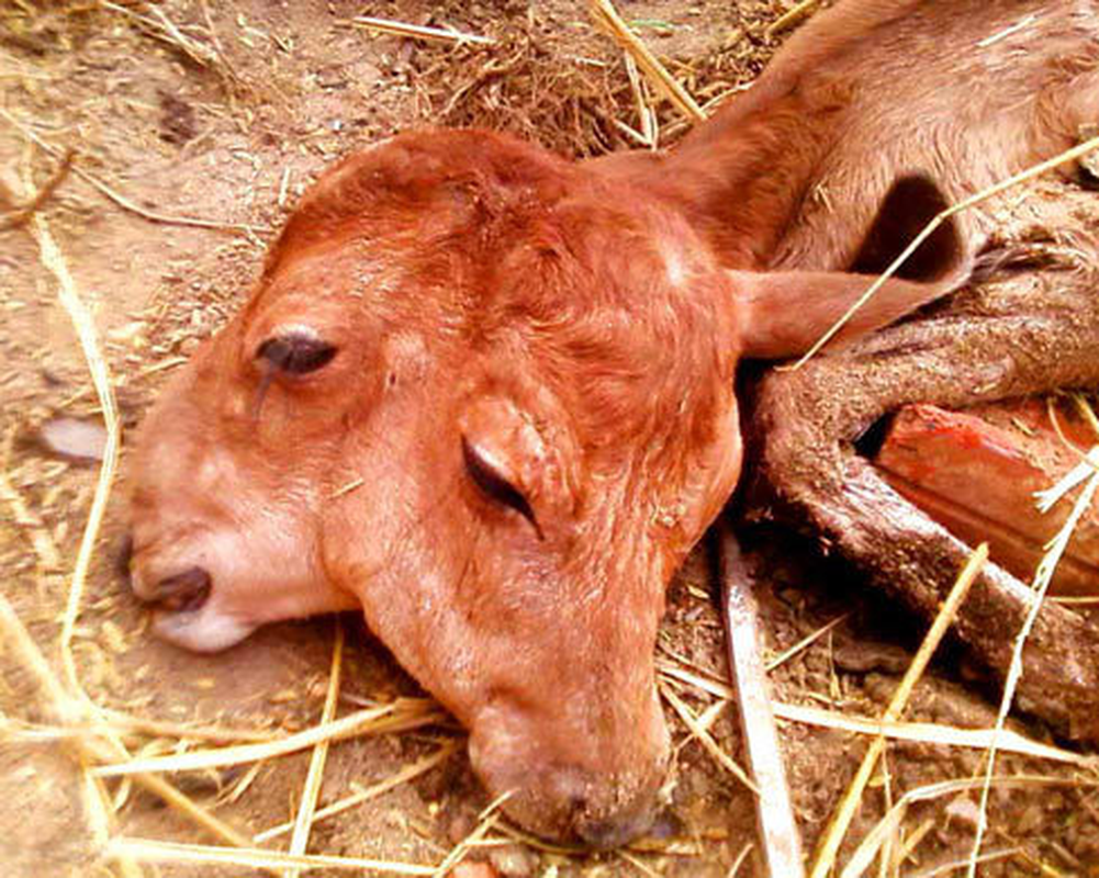 Nghe con 2 mui, 2 mieng va loat dong vat so sinh di nhat VN-Hinh-3