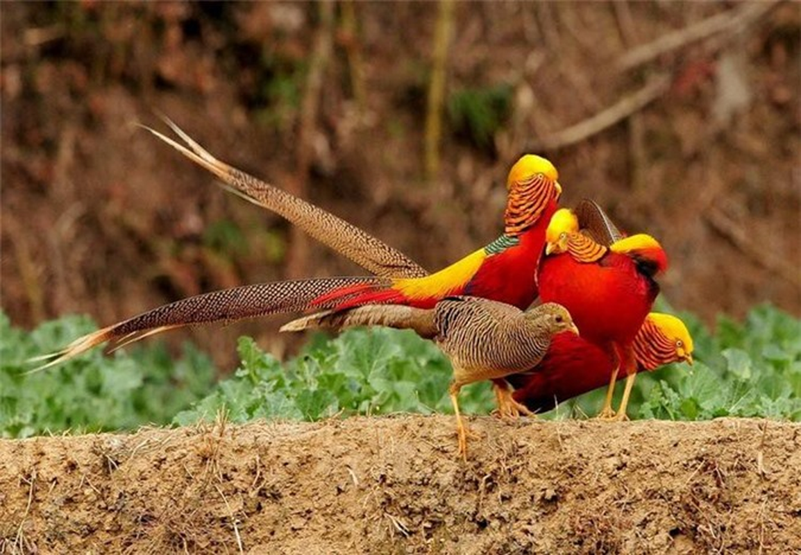 Mang “phuong hoang vang” ve nuoi, ta hoa khi biet lai lich that-Hinh-6