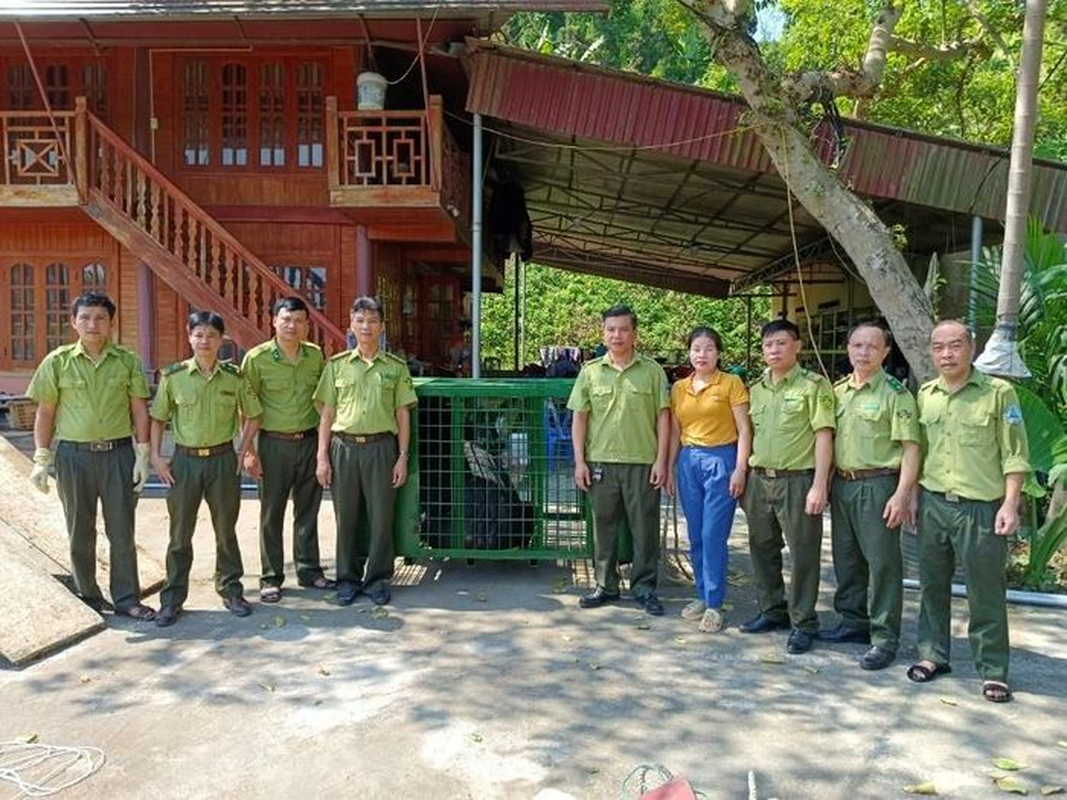 Hien tang gau ngua 170 kg o Lao Cai: Loai trong Sach do Viet Nam!