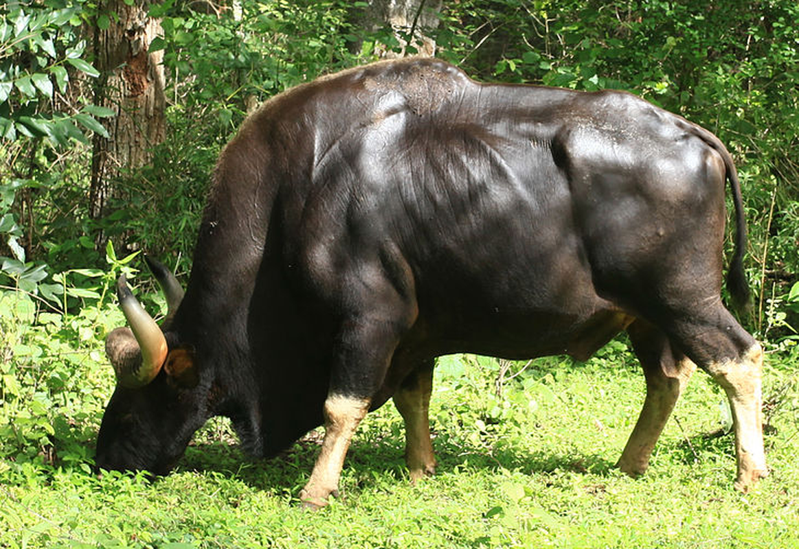 Kinh ngac top dong vat nhu “Truong Phi” ha guc ho trong phut mot