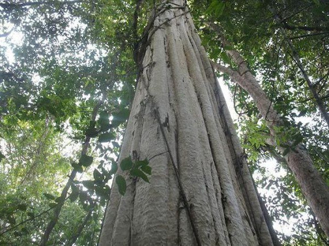 Nhat duoc khuc go khung, te ngua phat hien “kho bau” ben trong-Hinh-3