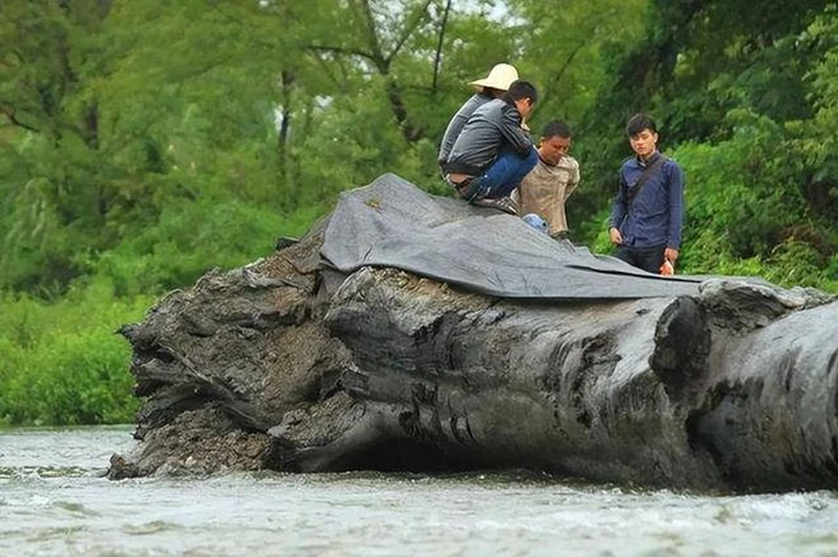 Dao duoc khuc go la, chuyen gia ho lon: 