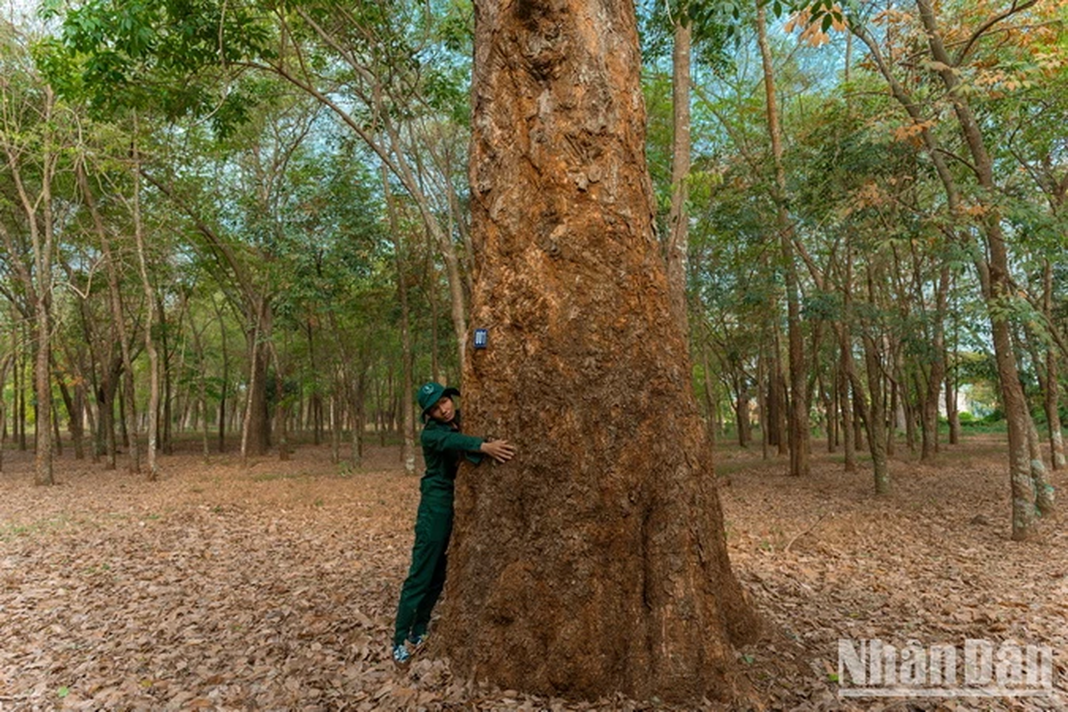 Man nhan ve dep rung cao su 100 tuoi o Dong Nai-Hinh-2