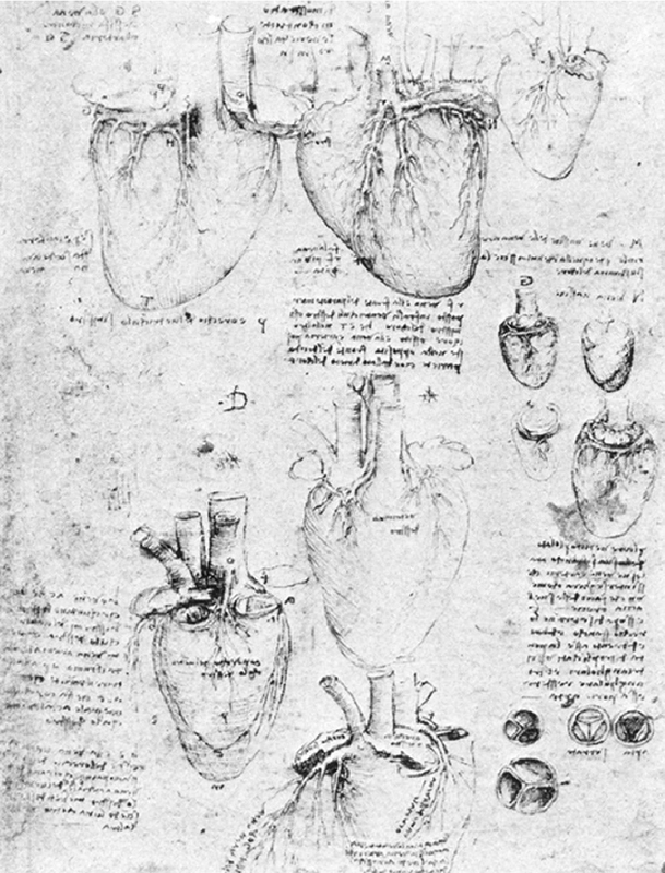 Giai ma bi an ban phac thao trai tim nguoi cua Leonardo da Vinci-Hinh-2