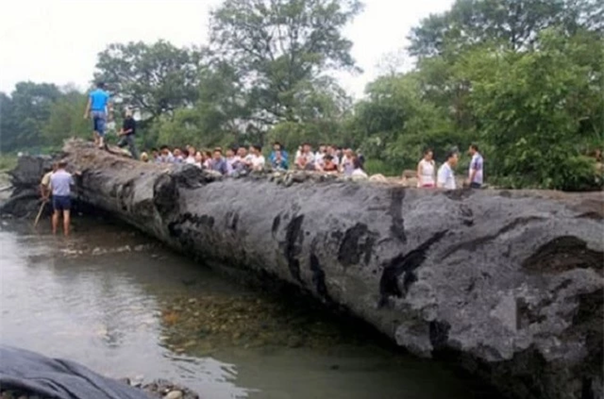 Dao duoc cay go den khong lo, ai ngo la 